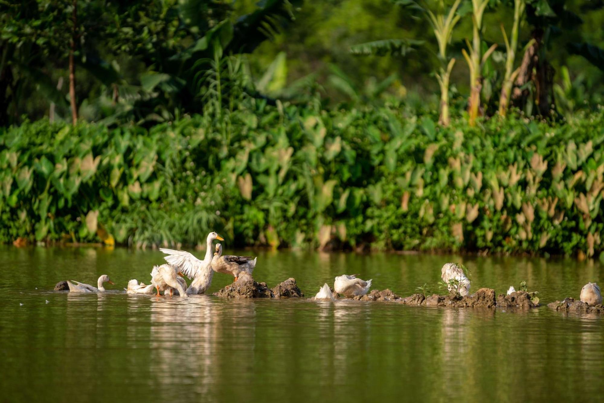 Tan Dinh Farmstay Ninh Bình Exteriör bild